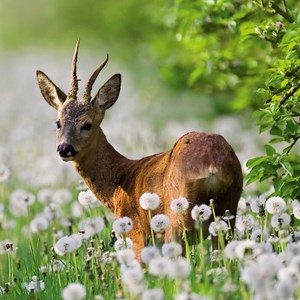 Heye (29748) - "Roebuck" - 1000 pezzi