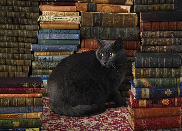 Cobble Hill (51830) - "Library Cat" - 1000 pezzi