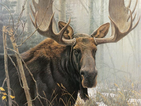 Cobble Hill (52080) - Robert Bateman: "Bull Moose" - 500 pezzi