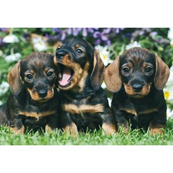 Schmidt Spiele (56499) - "Animals" - 26 48 pezzi