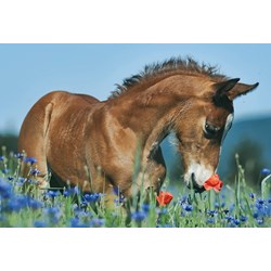 Schmidt Spiele (56499) - "Animals" - 26 48 pezzi