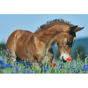 Schmidt Spiele (56499) - "Animals" - 26 48 pezzi