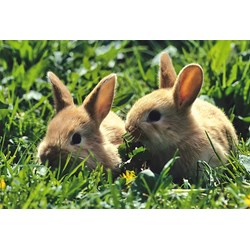 Schmidt Spiele (56499) - "Animals" - 26 48 pezzi