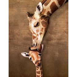Eurographics (8104-0301) - "Giraffe Mother’s Kiss" - 100 pezzi