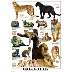 Eurographics (6000-0125) - "Big Cats" - 1000 pezzi
