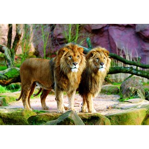 Trefl (260885) - "Lions" - 1500 pezzi