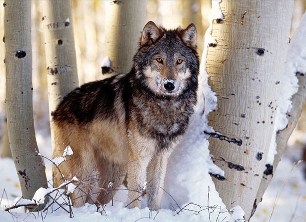 Clementoni (31955) - "Winter Hunting" - 1500 pezzi