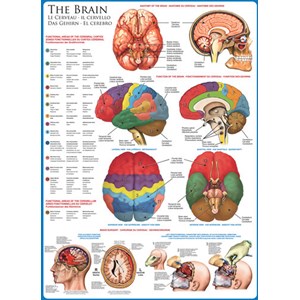 Eurographics (6000-0256) - "The Brain" - 1000 pezzi