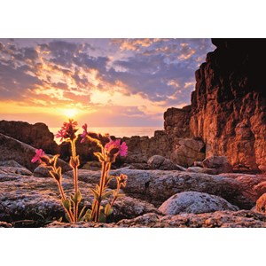 Heye (29671) - Alexander von Humboldt: "Red Campion" - 1000 pezzi