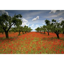 Educa (15992) - "Poppy Field" - 1000 pezzi
