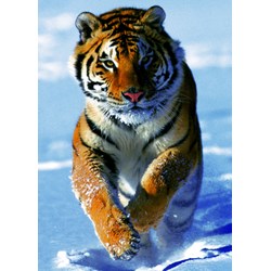 Trefl (37009) - "Snow Tiger" - 500 pezzi
