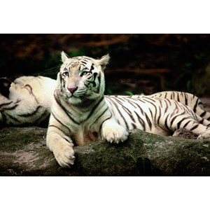 Trefl (260755) - "Bengal Tiger" - 1500 pezzi