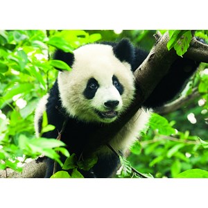 Trefl (37142) - "Giant Panda" - 500 pezzi