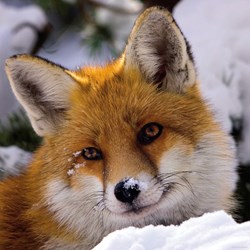 Heye (29747) - "Fox" - 1000 pezzi