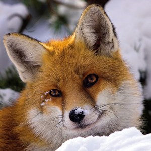 Heye (29747) - "Fox" - 1000 pezzi