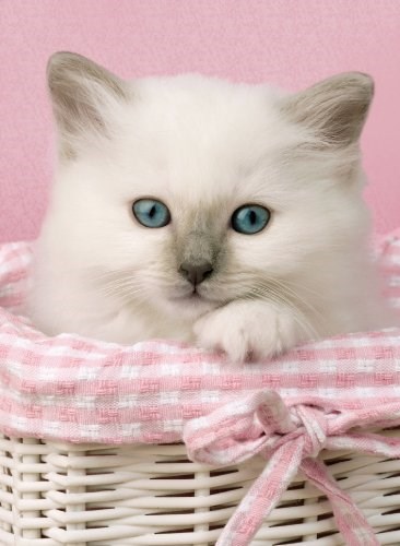 Clementoni (30391) - "Sweet Eyes" - 500 pezzi