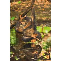 Clementoni (39301) - "Chimpanzee" - 1000 pezzi