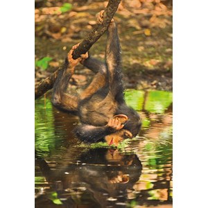 Clementoni (39301) - "Chimpanzee" - 1000 pezzi