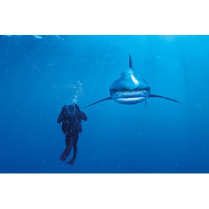 Clementoni (39303) - "Ocean Whitetip Shark" - 1000 pezzi