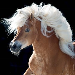 Heye (29630) - "Horse" - 100 pezzi