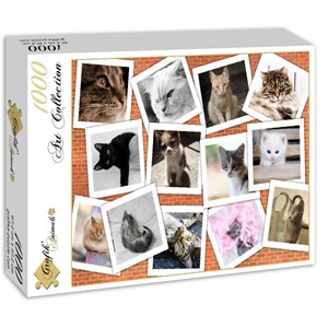 Grafika (02213) - "Cats" - 1000 pezzi