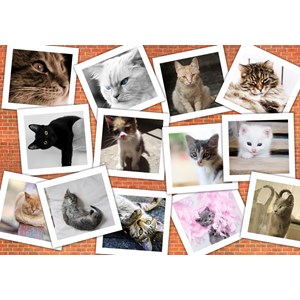 Grafika (02213) - "Cats" - 1000 pezzi