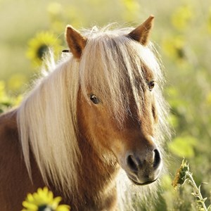 Ravensburger (08011) - "Horses" - 49 pezzi